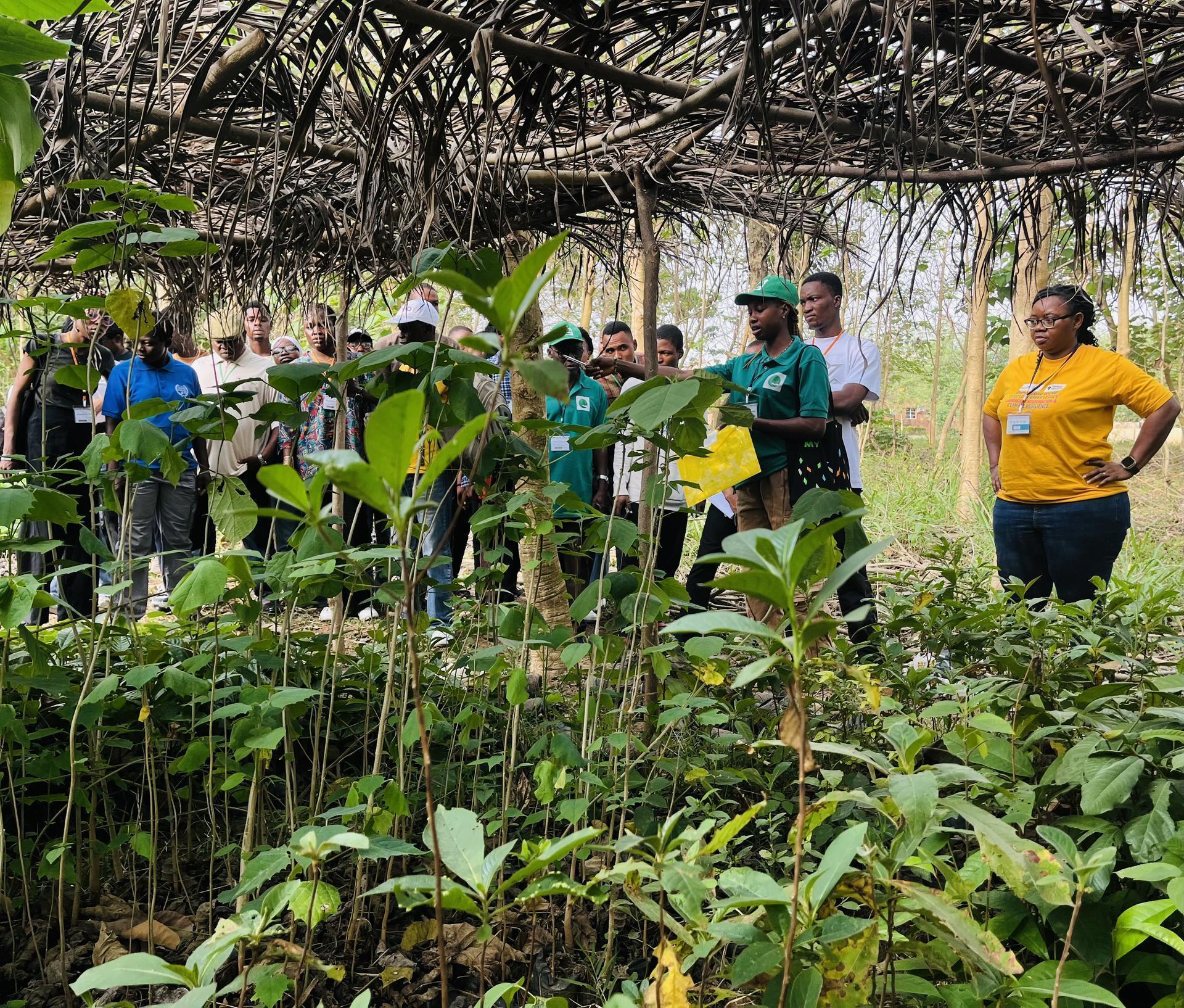 GADEF volunteers inspecting indigenous seedlings in nursery